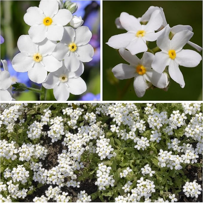 Pure White Heirloom Forget - Me - Not Flower Seeds – Delicate White Blossoms for Cottage Charm - Dharaseeds