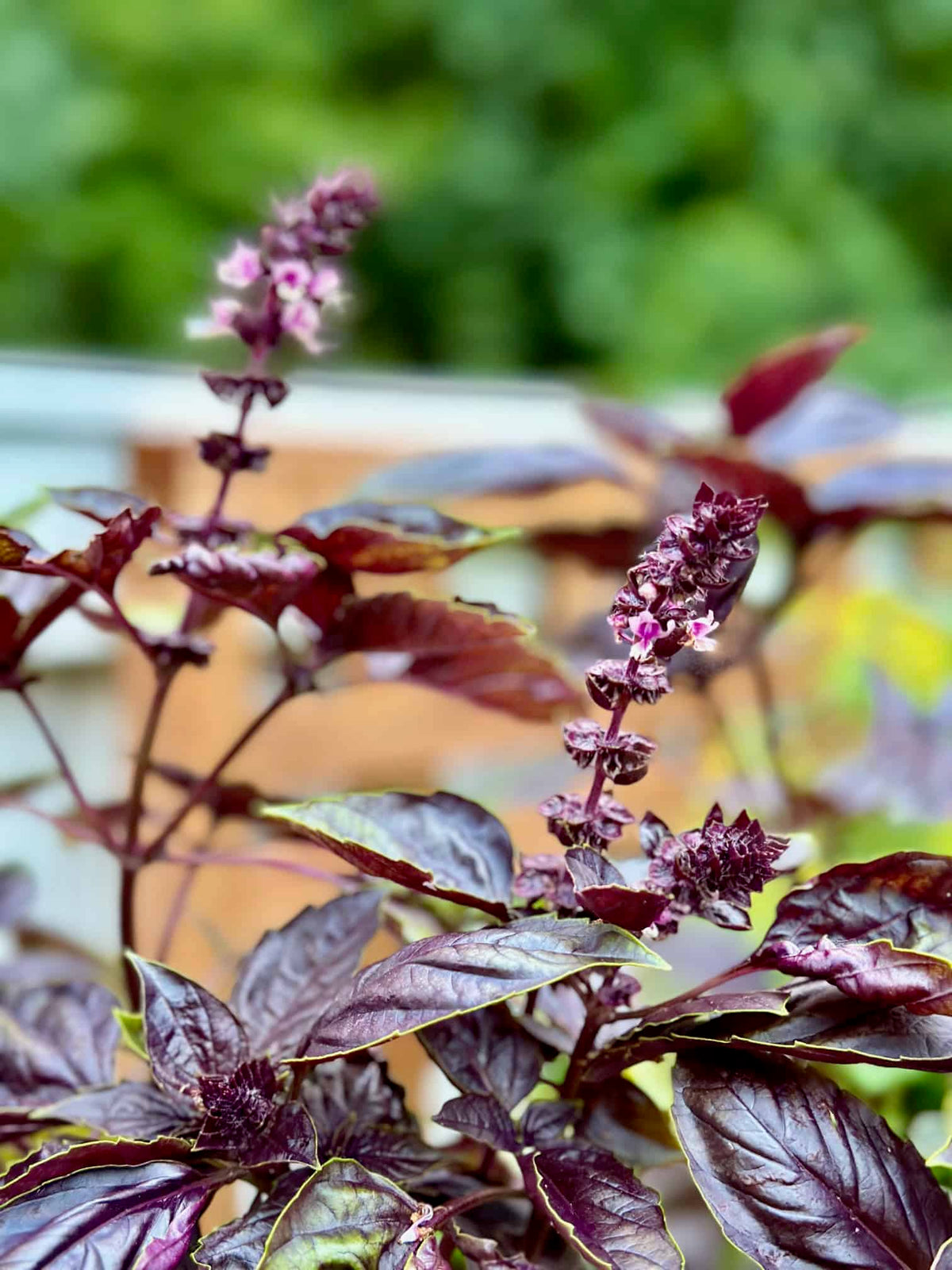 Purple basil plant on balcony garden setup