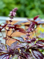 Purple basil plant on balcony garden setup