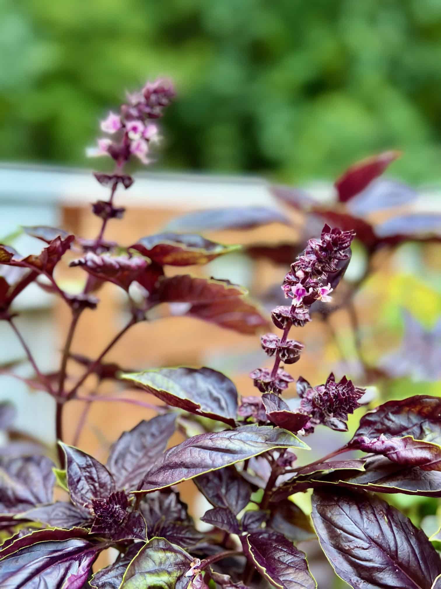 Purple basil plant on balcony garden setup