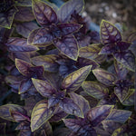 Purple basil plant growing in container garden