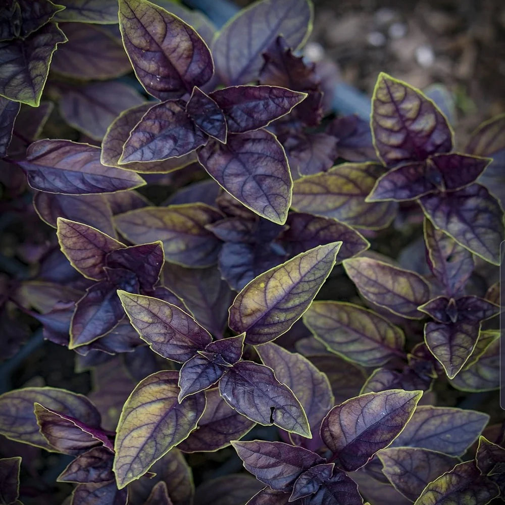 Purple basil plant growing in container garden