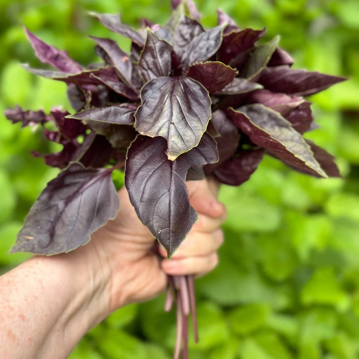 Purple basil seedlings growing in nursery