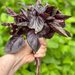 Purple basil seedlings growing in nursery