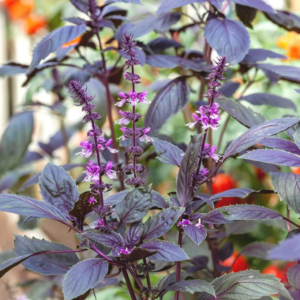 Purple basil seeds for planting in home garden