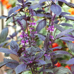 Purple basil seeds for planting in home garden