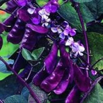 Purple Bean Vegetable Seeds for Planting - 100 Pcs pcs - Dharaseeds