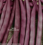 Purple Bean Vegetable Seeds for Planting - 100 Pcs pcs - Dharaseeds