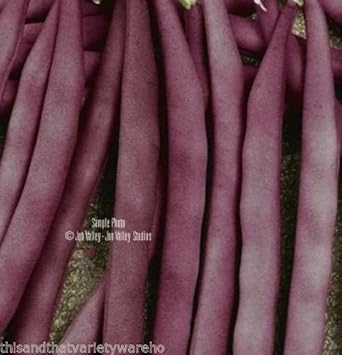Purple Bean Vegetable Seeds for Planting - 100 Pcs pcs - Dharaseeds