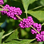 Bright purple Beautyberry clusters from seed-grown plants