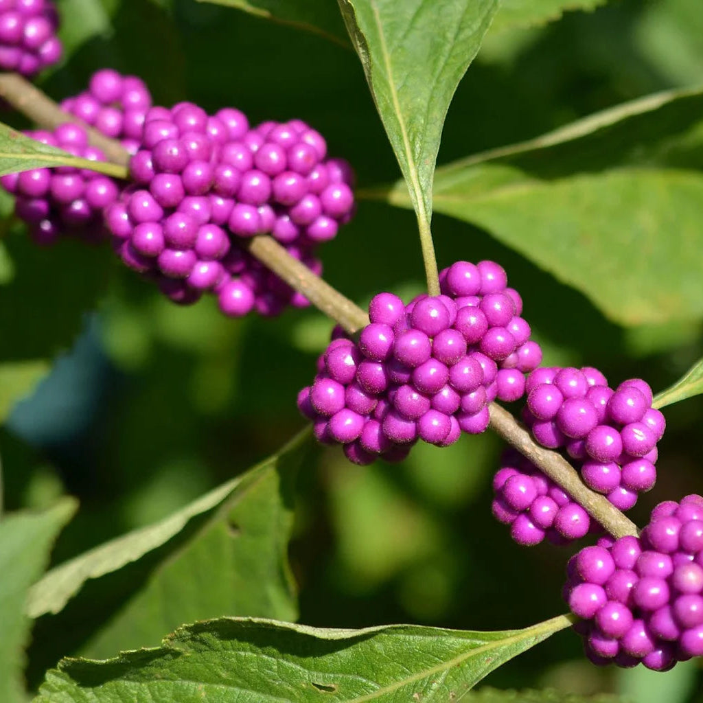 Bright purple Beautyberry clusters from seed-grown plants