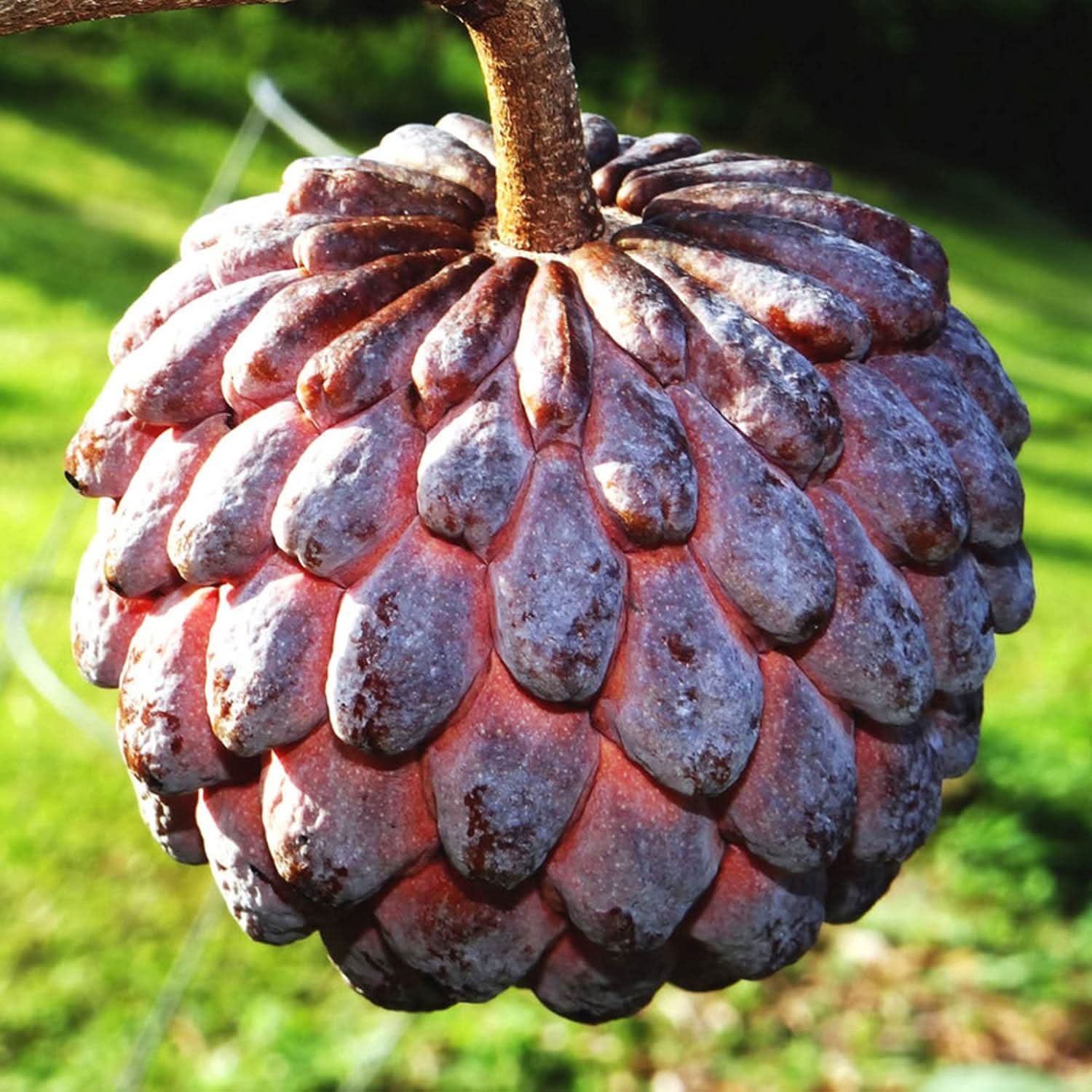 Purple Cherimoya Sugar Apple seeds for planting in backyard garden