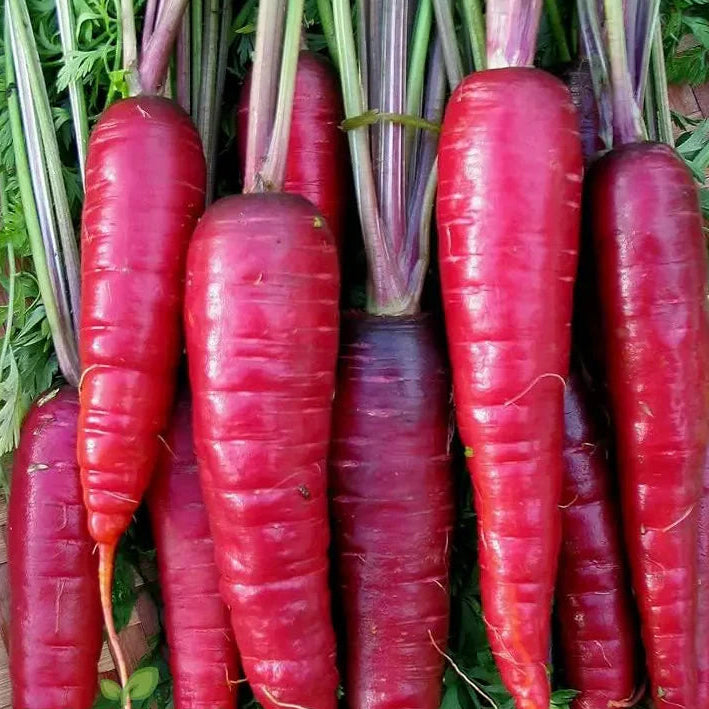 close-up of purple carrots with orange flesh showing vivid interior

