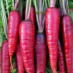 close-up of purple carrots with orange flesh showing vivid interior

