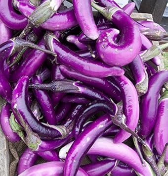 Purple Eggplant Vegetable Seeds for Planting - 100 Pcs pcs - Dharaseeds