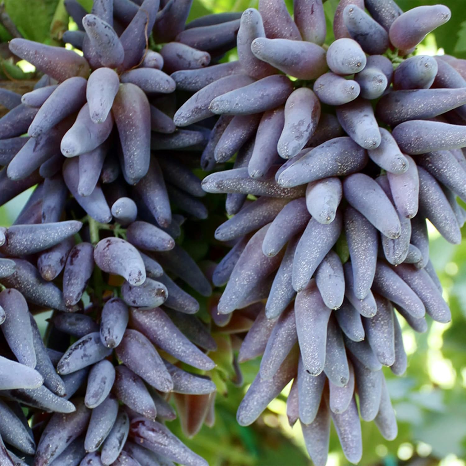 Purple Finger grape seeds for home gardening and vine planting
