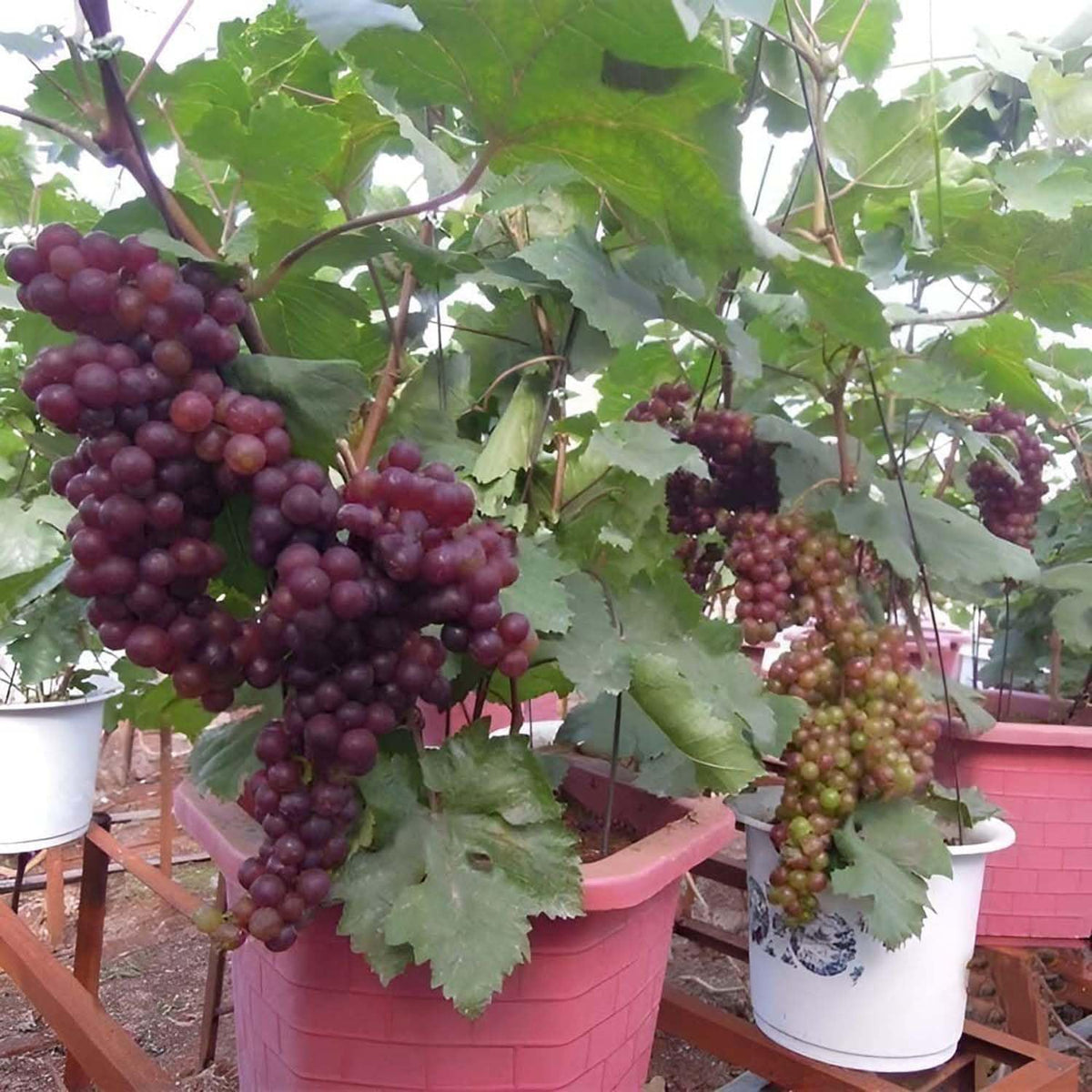 Mature purple grapes grown from heirloom seeds