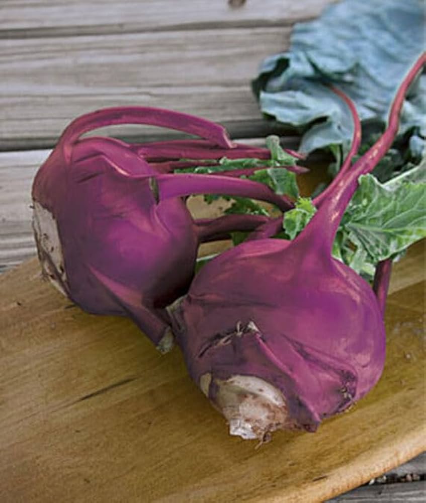 Purple kohlrabi vegetable Brassica oleracea seeds for planting in organic kitchen garden or backyard beds - Dharaseeds