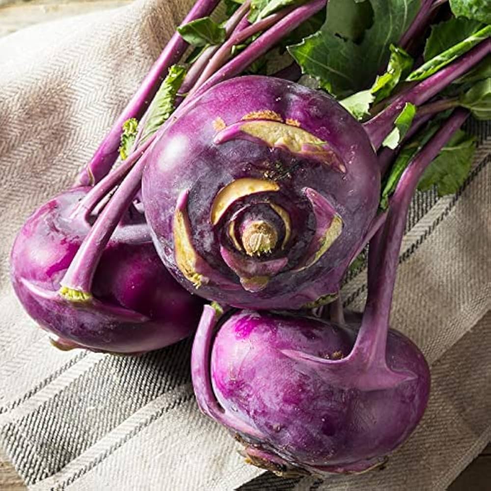 Purple kohlrabi vegetable Brassica oleracea seeds for planting in organic kitchen garden or backyard beds - Dharaseeds