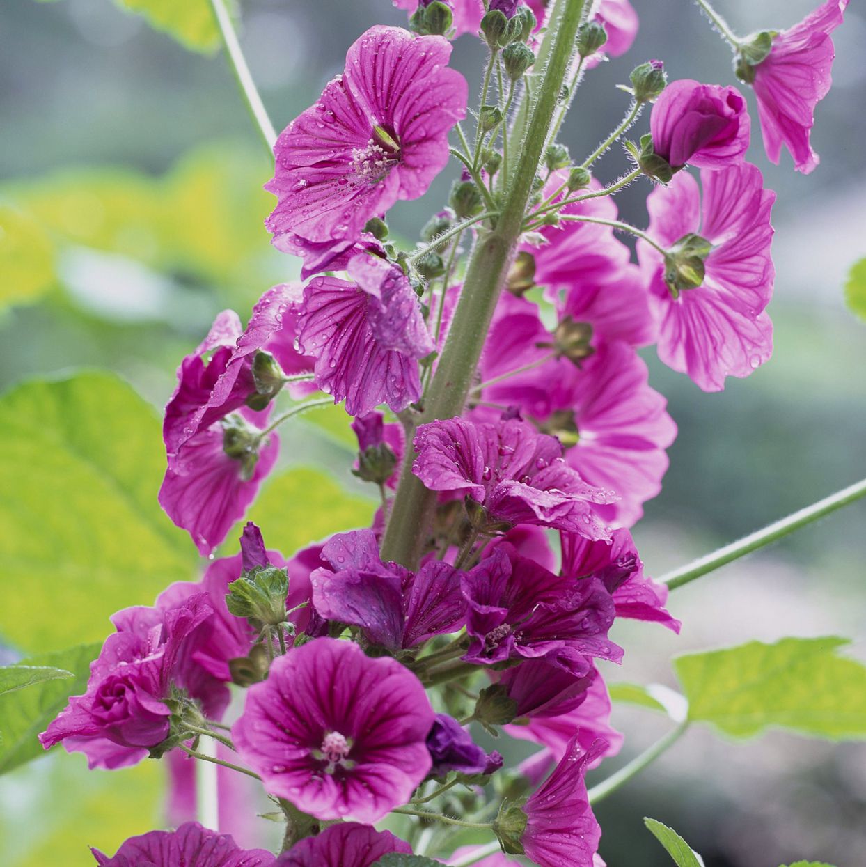 Marsh Mallow Herb Garden Seeds