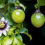Closeup of Purple Passion Fruit Seeds for planting