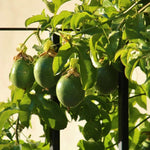 Purple Passion Fruit Seeds for planting premium passion fruit seeds