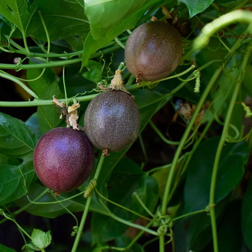 Purple Passion Fruit Seeds planted in warm climate garden