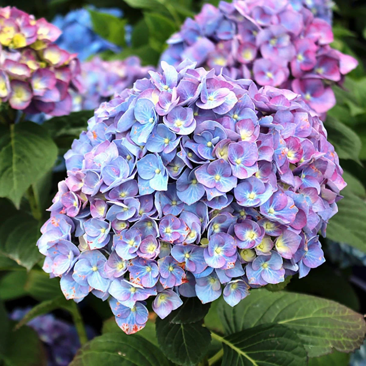 Common Hydrangea Macrophylla, Flowering Seeds For Planting Decorative garden and pot planting