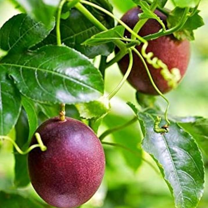 Purple Passion Seeds for home garden planting and climbing vine growing
