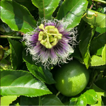 Purple passionflower bloom grown from Passiflora incarnata seeds