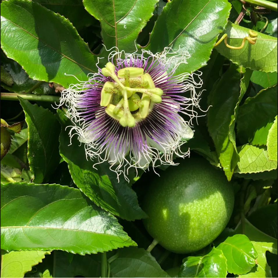 Purple passionflower bloom grown from Passiflora incarnata seeds