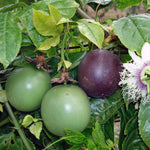 Non-GMO heirloom purple passionflower seeds for gardening