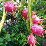 Purple pitaya dragon fruit premium seeds for tropical gardeners