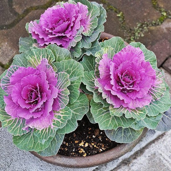 Purple Prince Flowering Kale Seeds – Ornamental Leaves with Regal Purple Hues - Dharaseeds