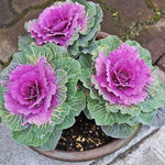 Purple Prince Flowering Kale Seeds – Ornamental Leaves with Regal Purple Hues - Dharaseeds