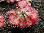 Purple sundew Drosera capensis carnivorous flower seeds for planting in indoor pots or exotic terrarium setups - Dharaseeds