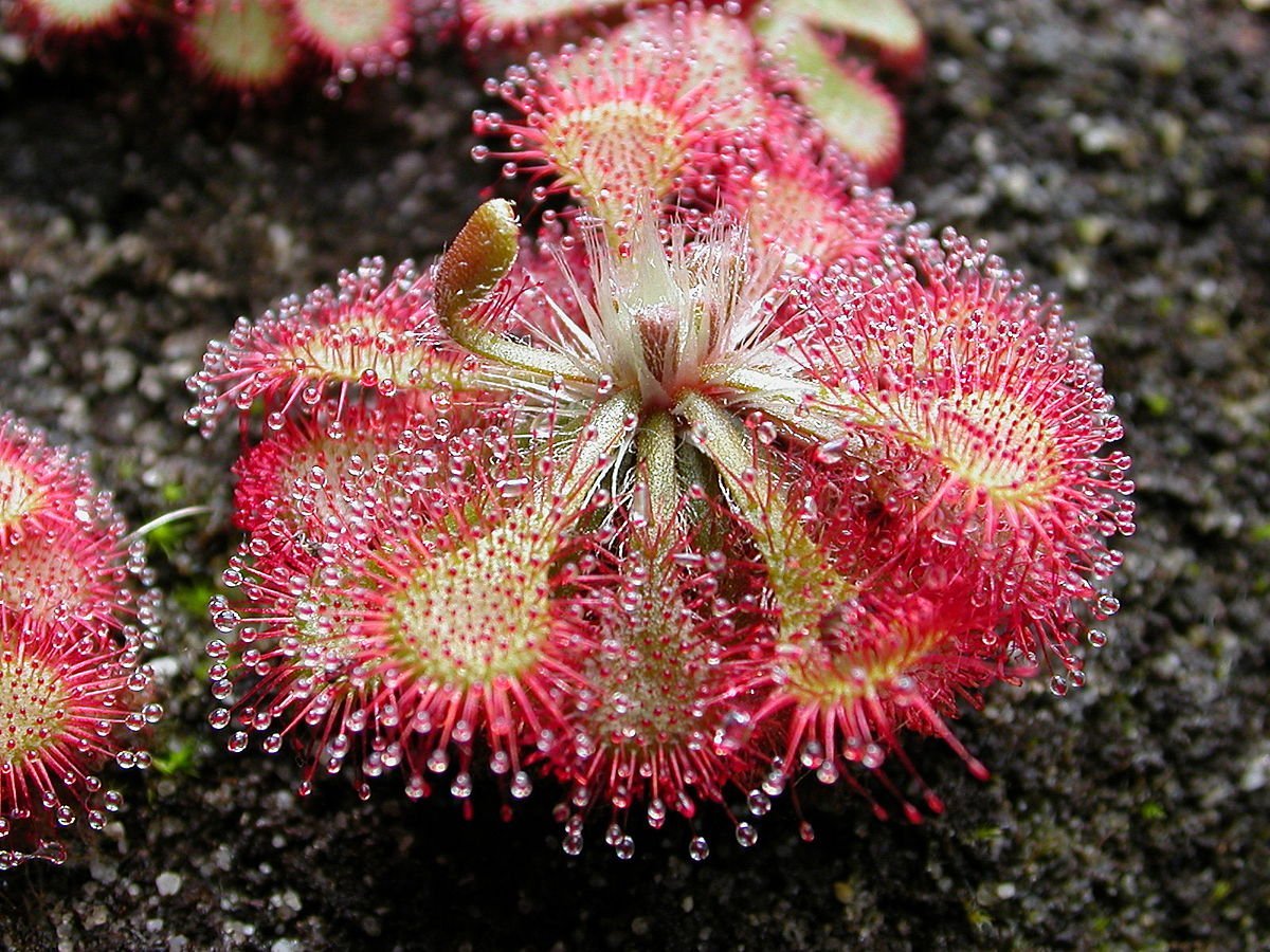 Purple sundew Drosera capensis carnivorous flower seeds for planting in indoor pots or exotic terrarium setups - Dharaseeds