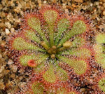 Purple sundew Drosera capensis carnivorous flower seeds for planting in indoor pots or exotic terrarium setups - Dharaseeds