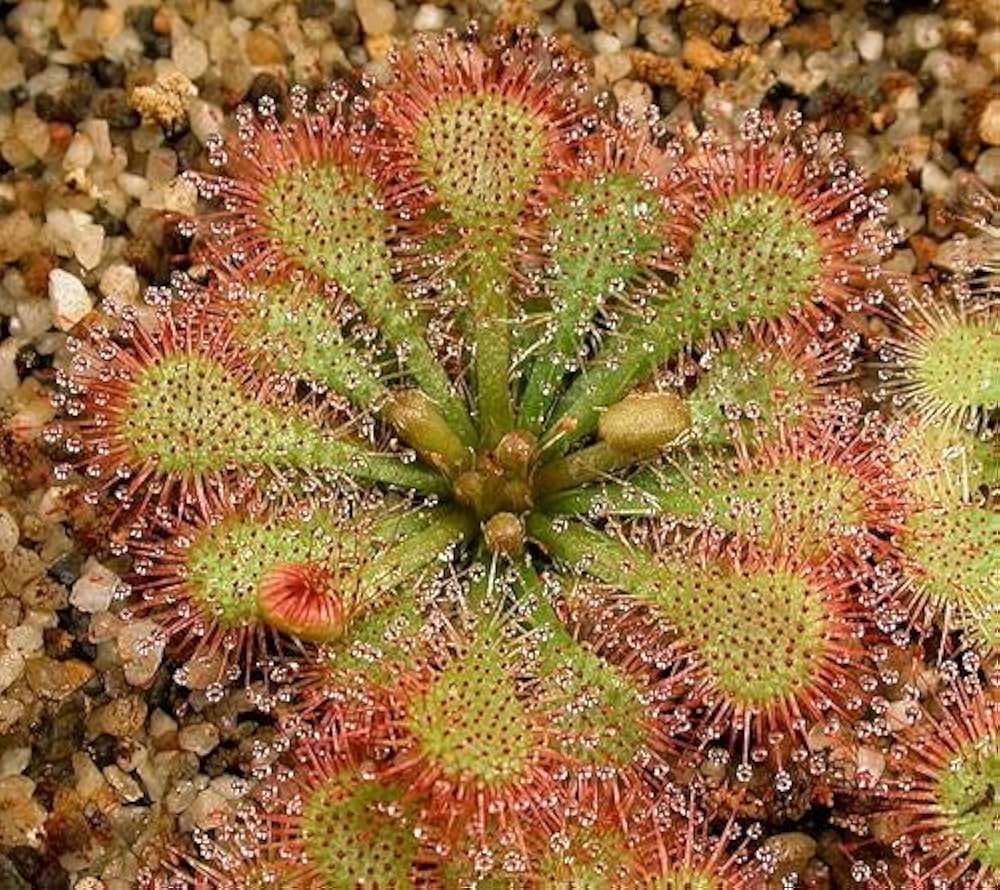 Purple sundew Drosera capensis carnivorous flower seeds for planting in indoor pots or exotic terrarium setups - Dharaseeds