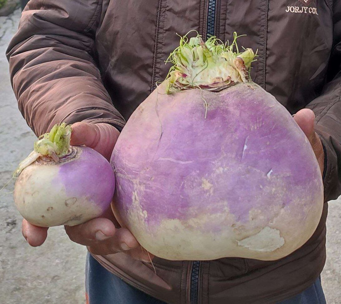 Turnip Purple Plepop Brassica rapa vegetable seeds for planting in kitchen garden or backyard gardening