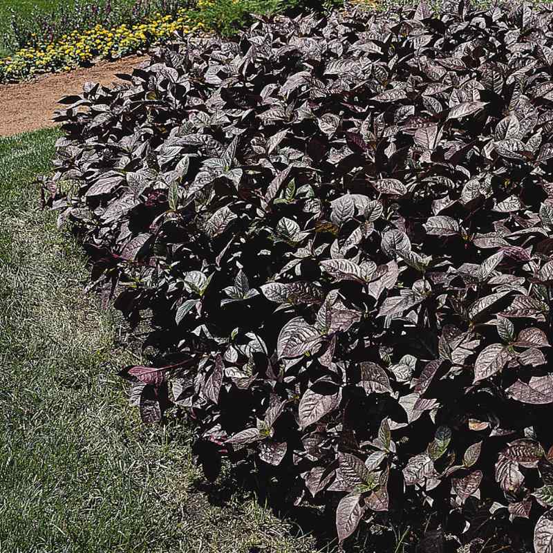 Alternanthera Purple Knight Foliage Seeds