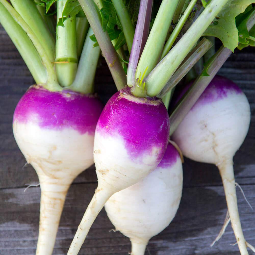 Turnip Purple Plepop Brassica rapa vegetable seeds for planting in kitchen garden or backyard gardening