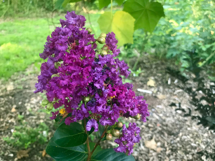 Crape Myrtle Purple Seeds