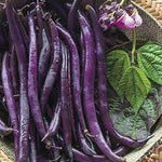Purple Beans Dwarf Imported heirloom non-GMO organic garden seeds