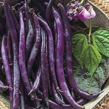 Purple Beans Dwarf Imported heirloom non-GMO organic garden seeds
