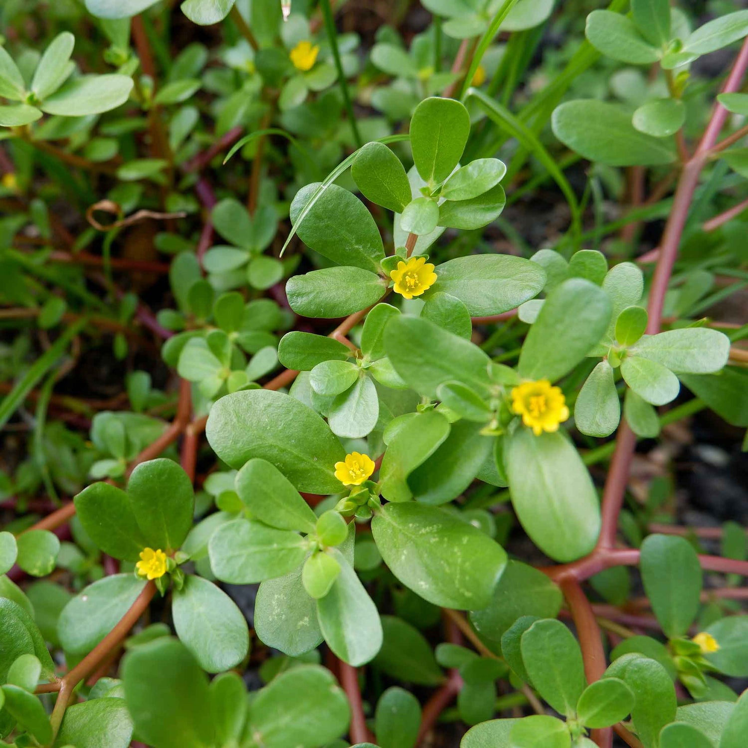 TKE Farms & Gardens Purslane Seeds