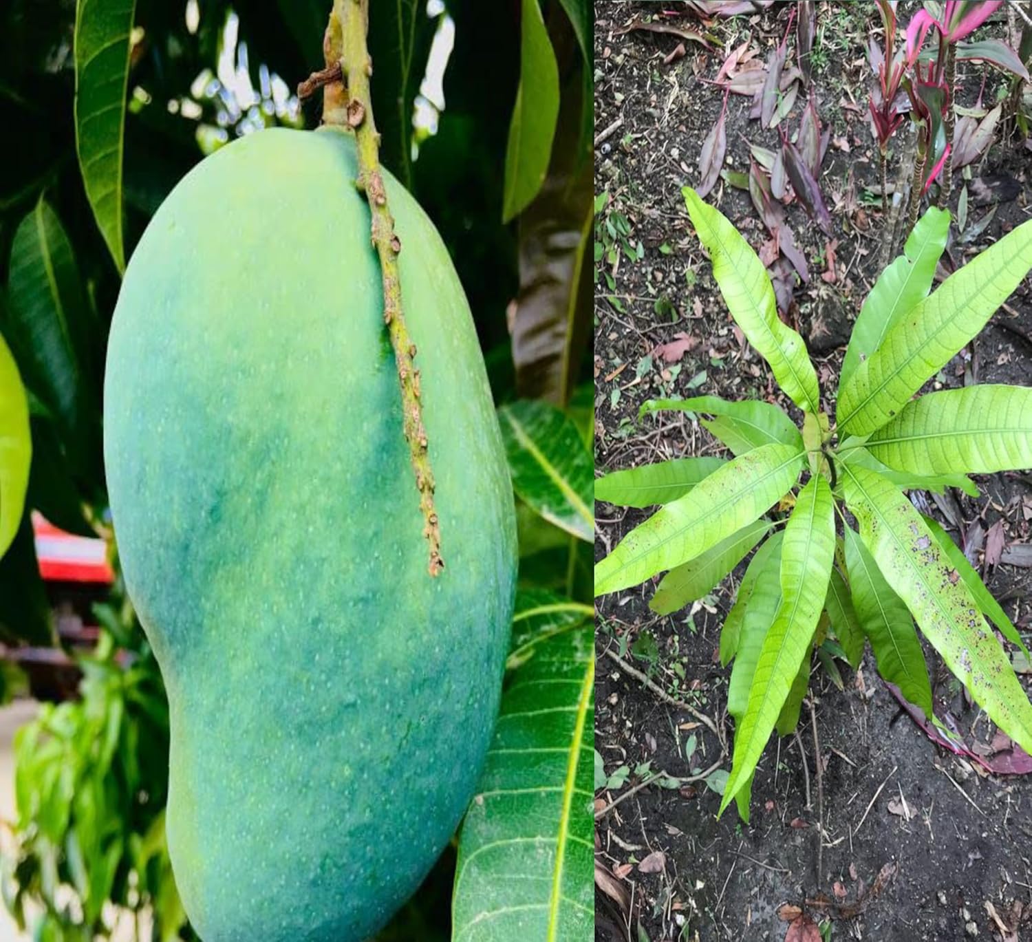 Fazli Mango (Mangifera indica)