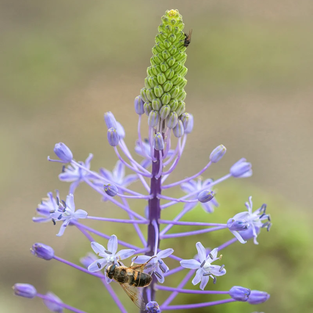 Merwilla Flower Seeds for Planting - NON GMO Seeds