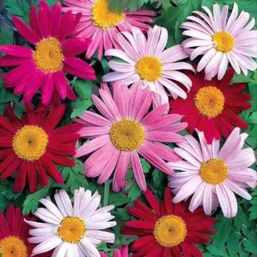 Pyrethrum Imported heirloom non-gmo garden seeds