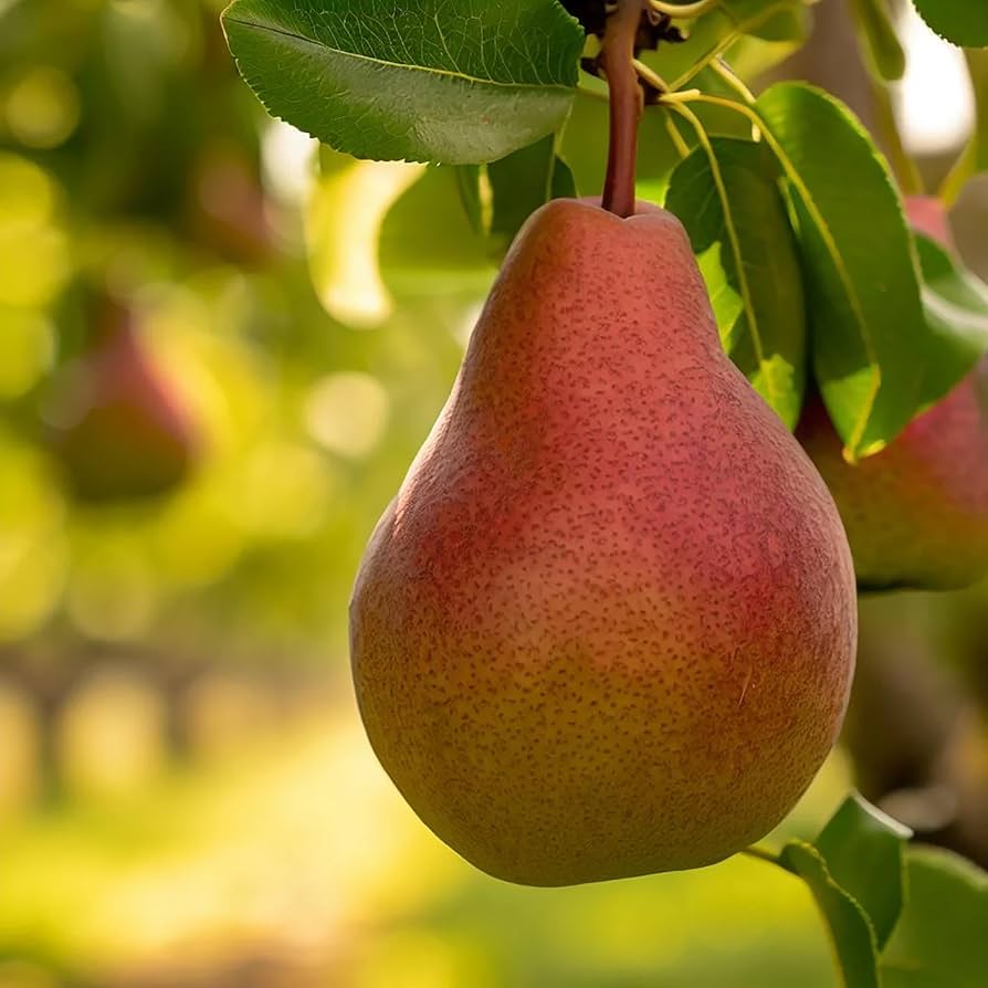 Pyrus communis Bartlett pear tree seeds for home orchard growing